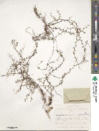 Vaccinium microcarpum image