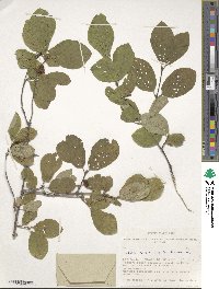 Lonicera xylosteum image