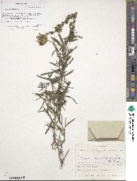 Cymbalaria microcalyx subsp. acutiloba image