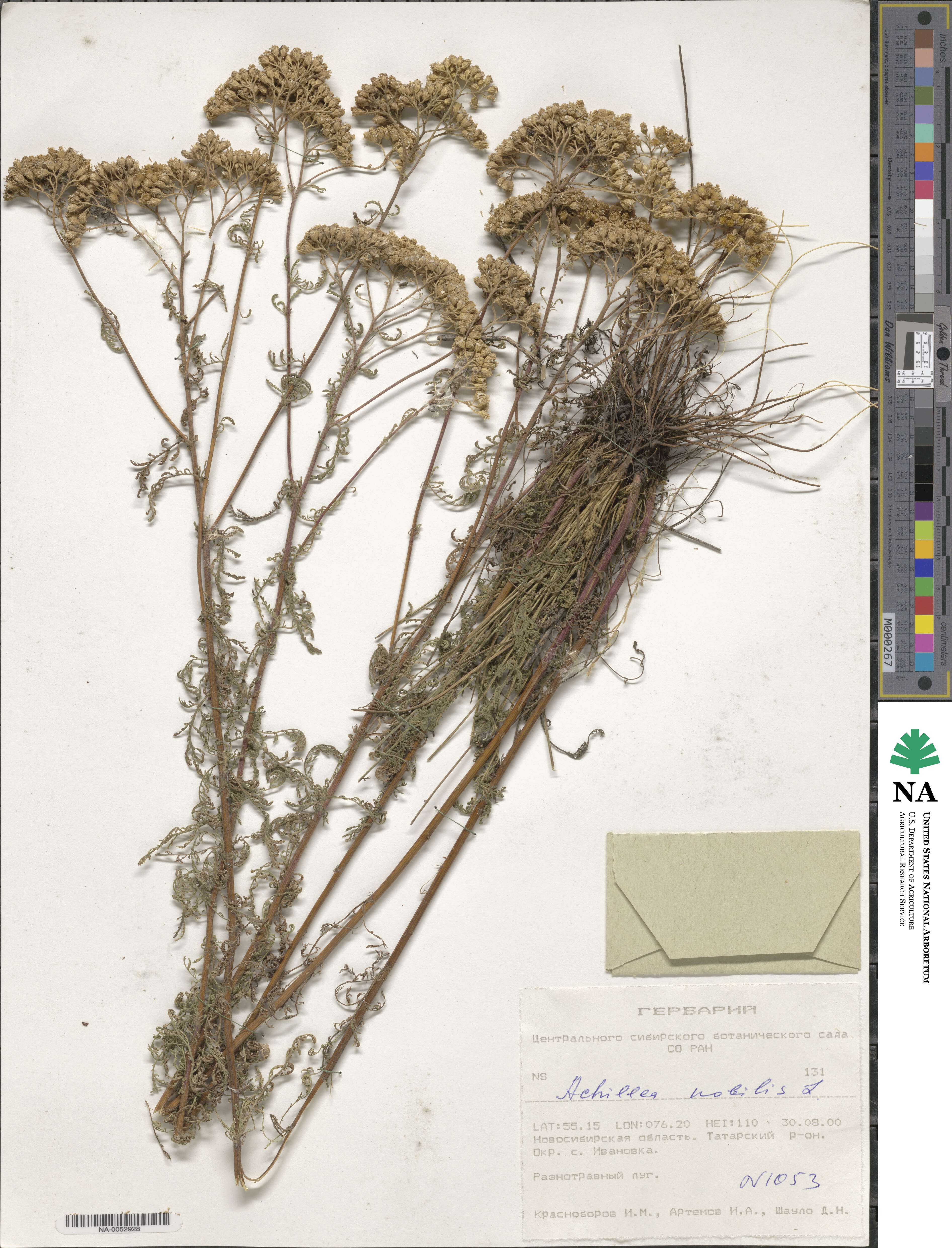 Achillea nobilis image