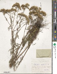 Achillea nobilis image