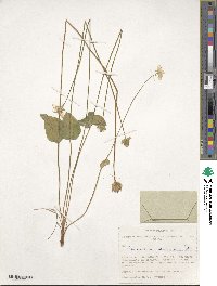 Parnassia palustris image