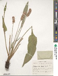 Image of Bistorta officinalis