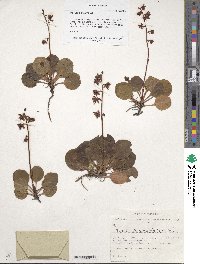 Pyrola asarifolia subsp. incarnata image