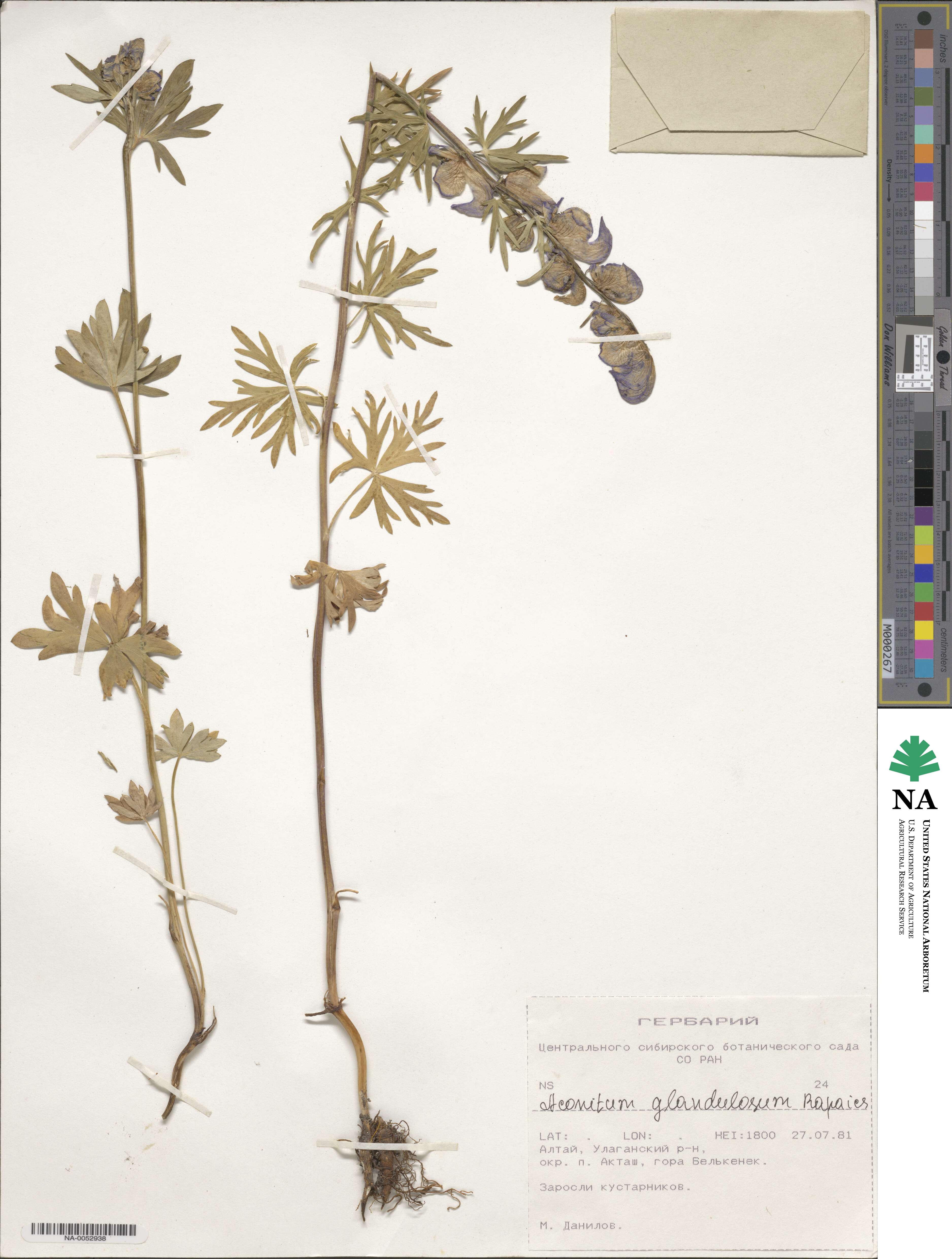 Aconitum delphiniifolium image