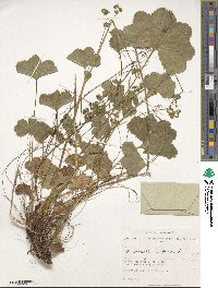 Alchemilla vulgaris image