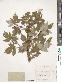 Rubus sachalinensis image