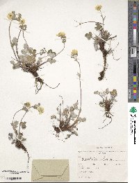 Potentilla nivea image