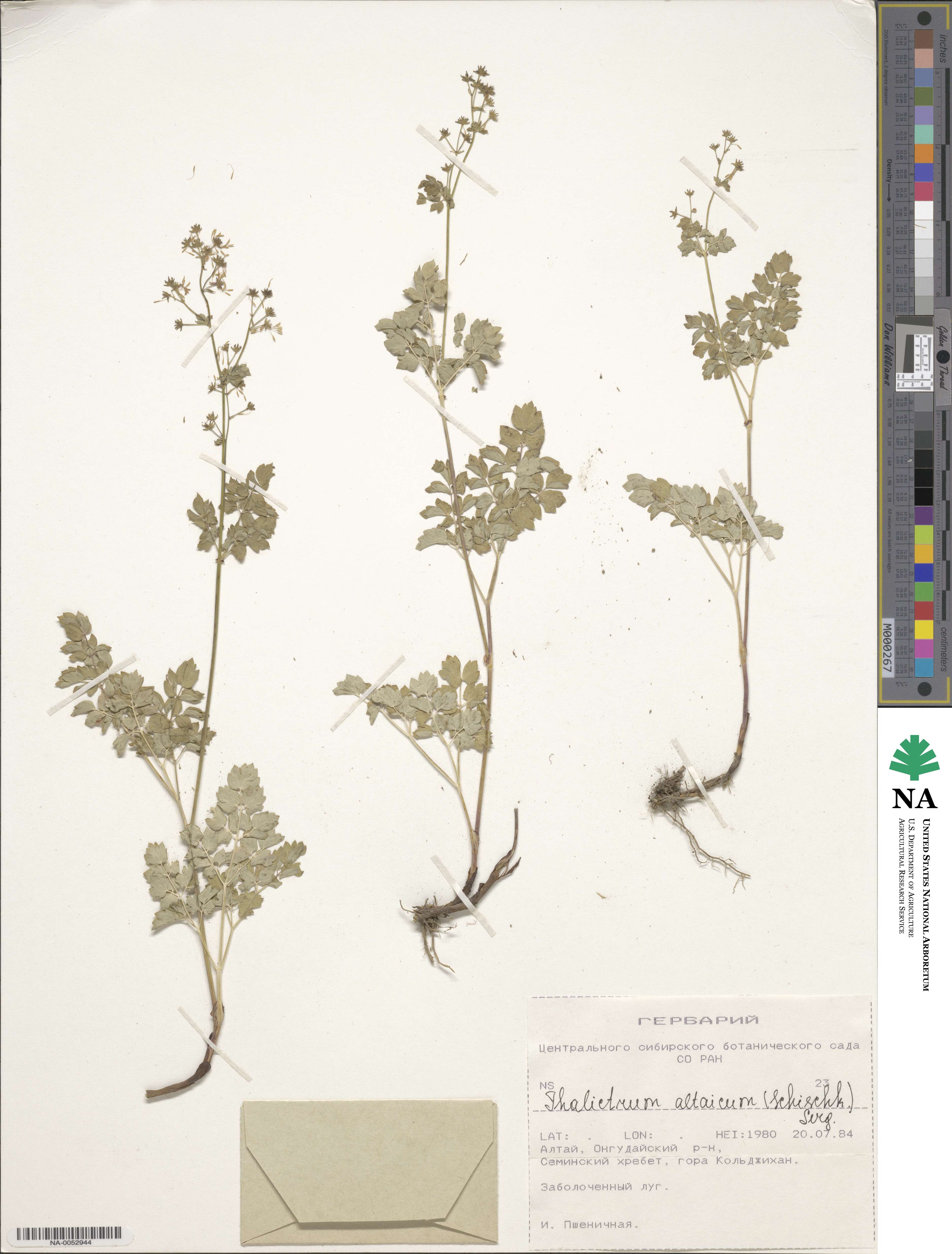 Thalictrum altaicum image