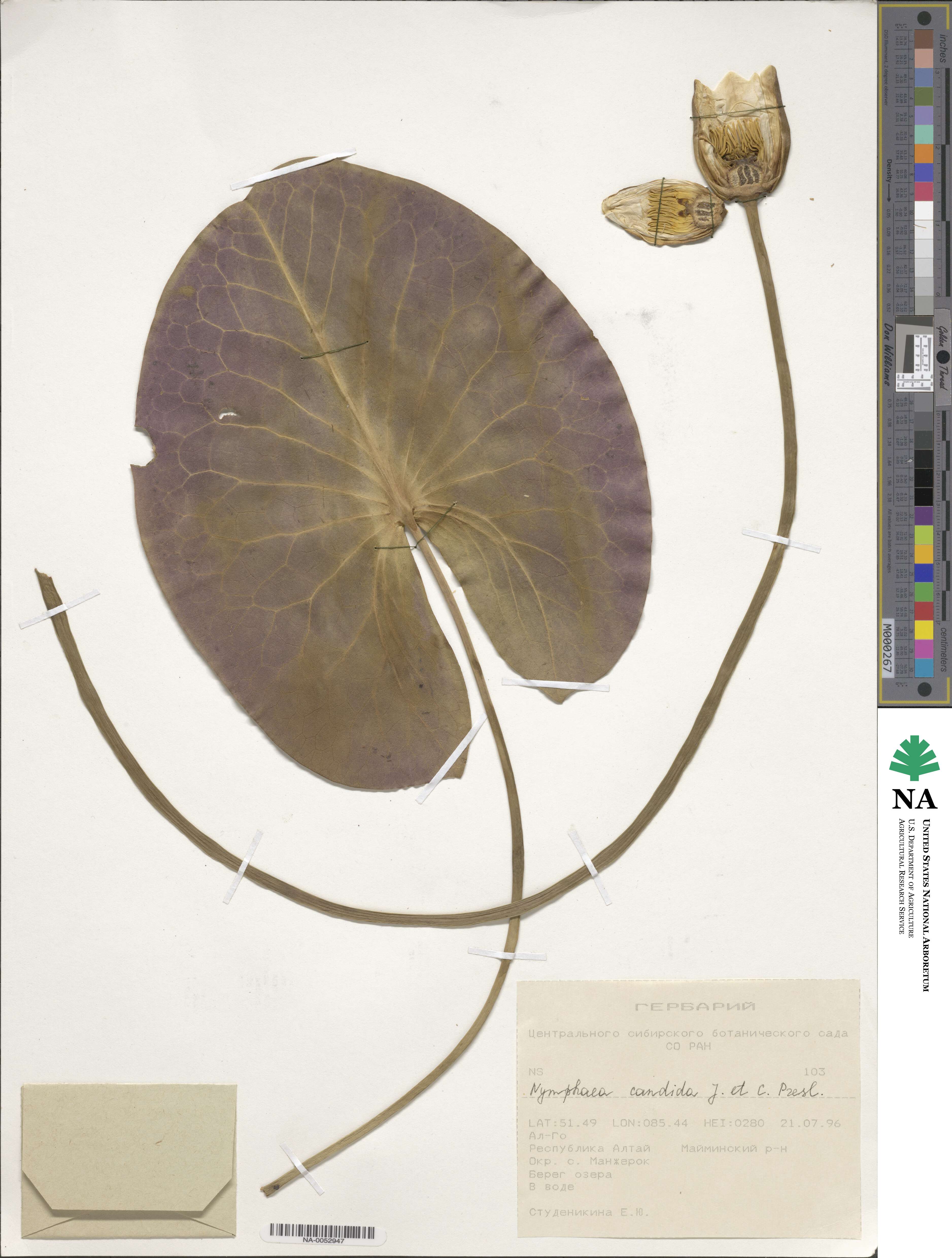 Nymphaea candida image