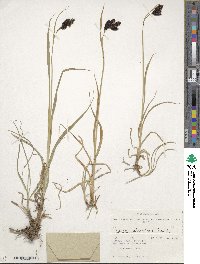 Carex aterrima image