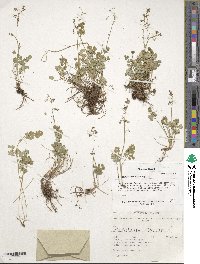Image of Thalictrum alpinum