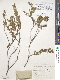 Chamaedaphne calyculata image