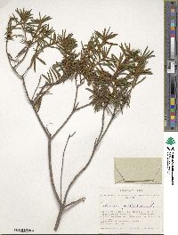 Rhododendron tomentosum image