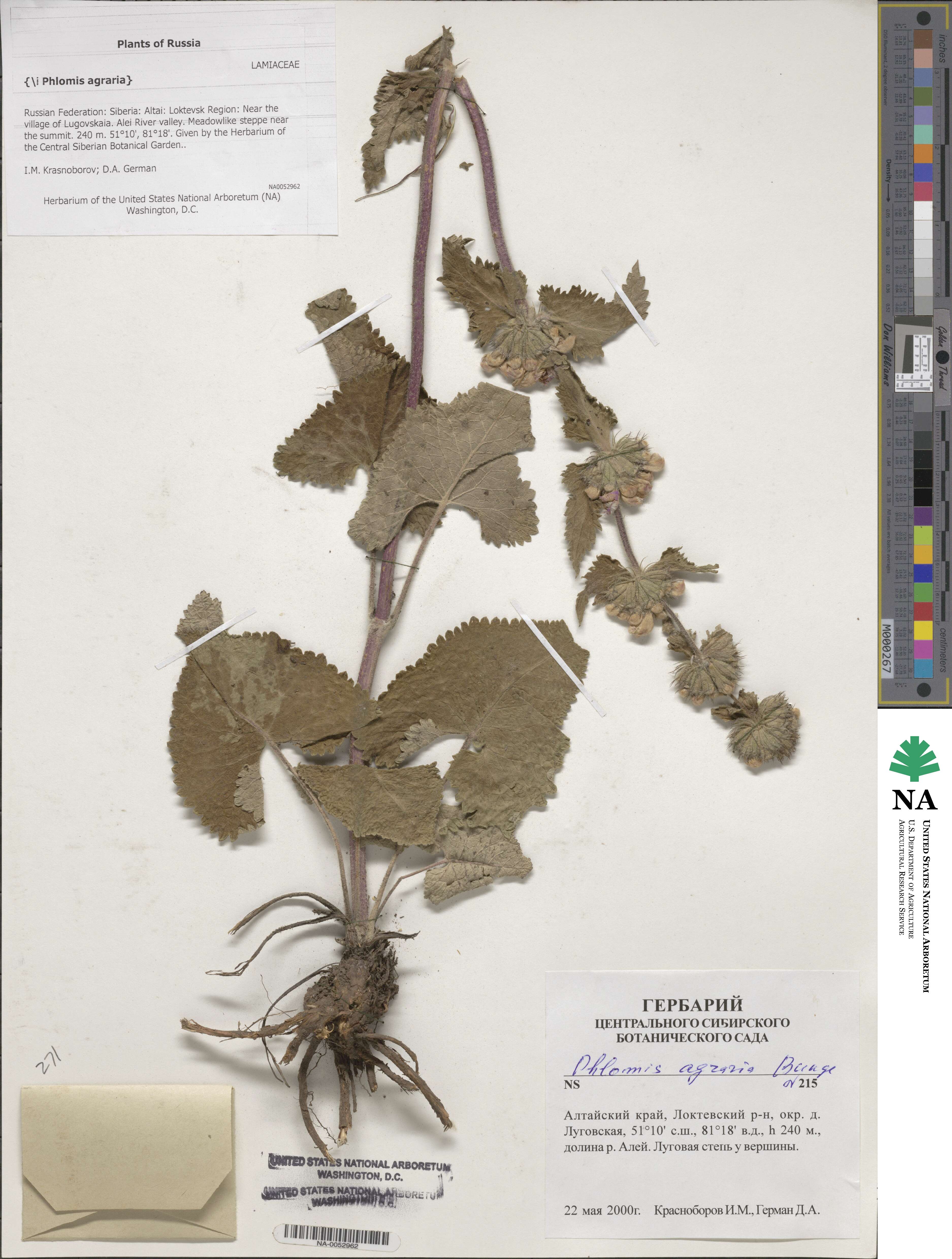 Phlomoides agraria image