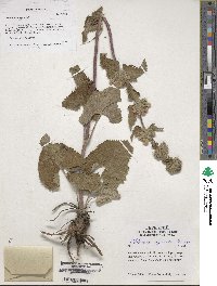 Image of Phlomoides agraria