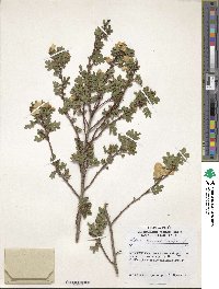 Rosa spinosissima image