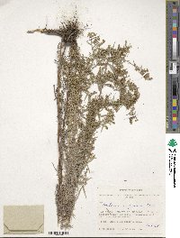 Artemisia glauca image