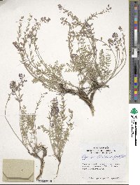 Oxytropis floribunda image