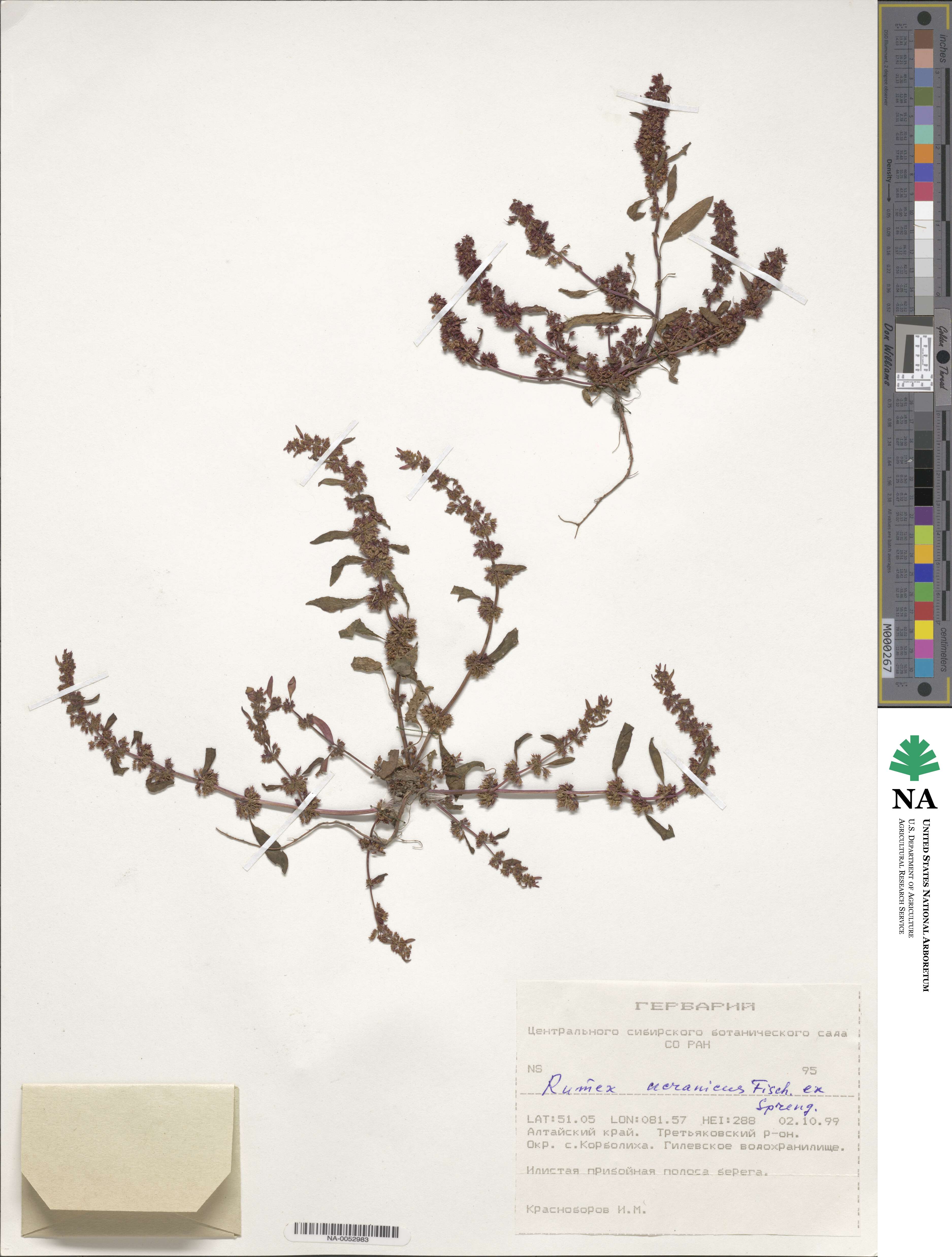 Rumex ucranicus image