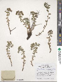 Image of Euphorbia alpina