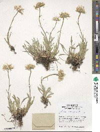 Image of Aster alpinus