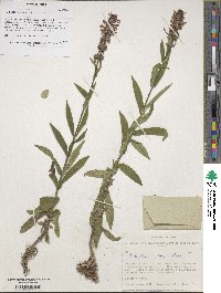 Stachys palustris image