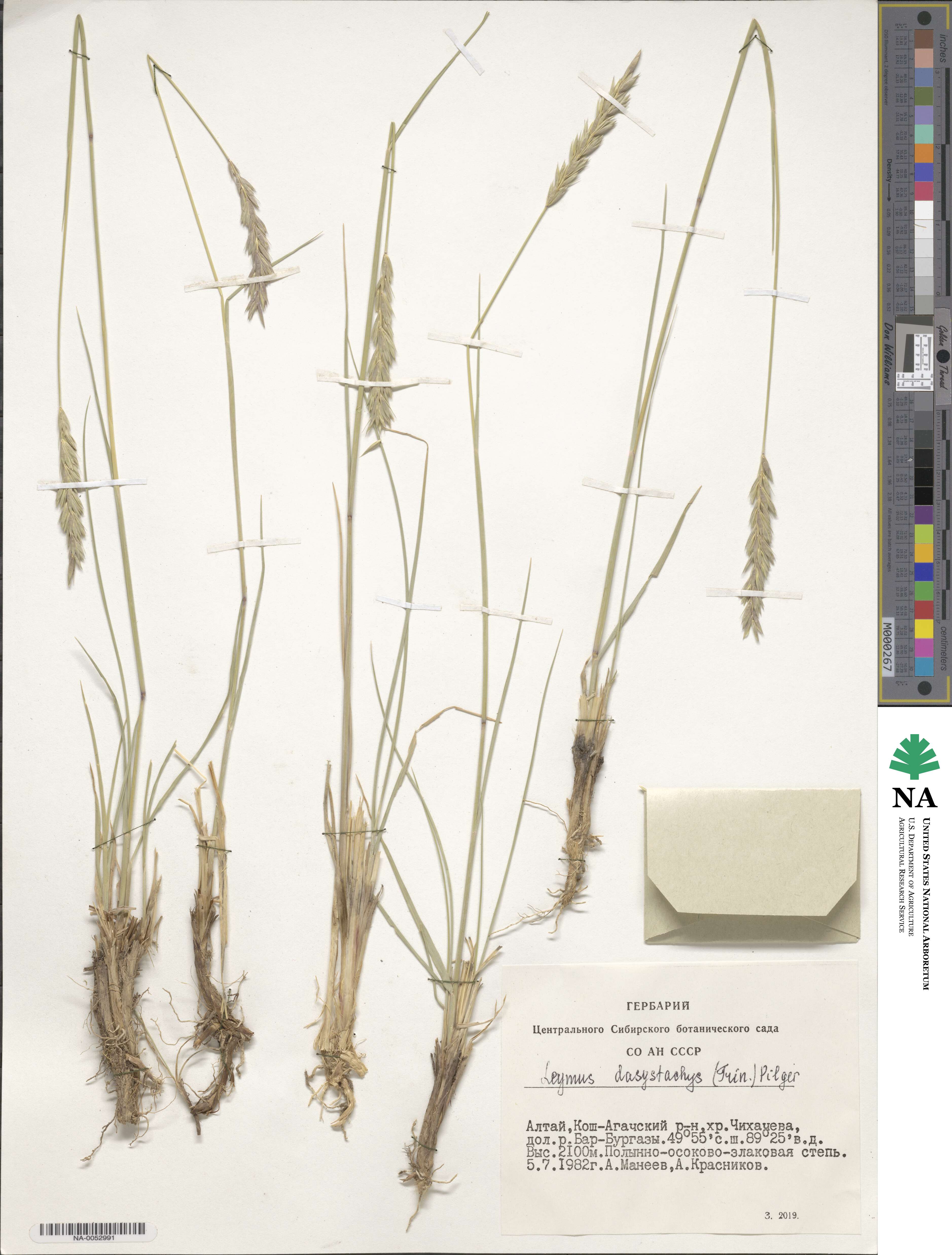 Leymus secalinus image