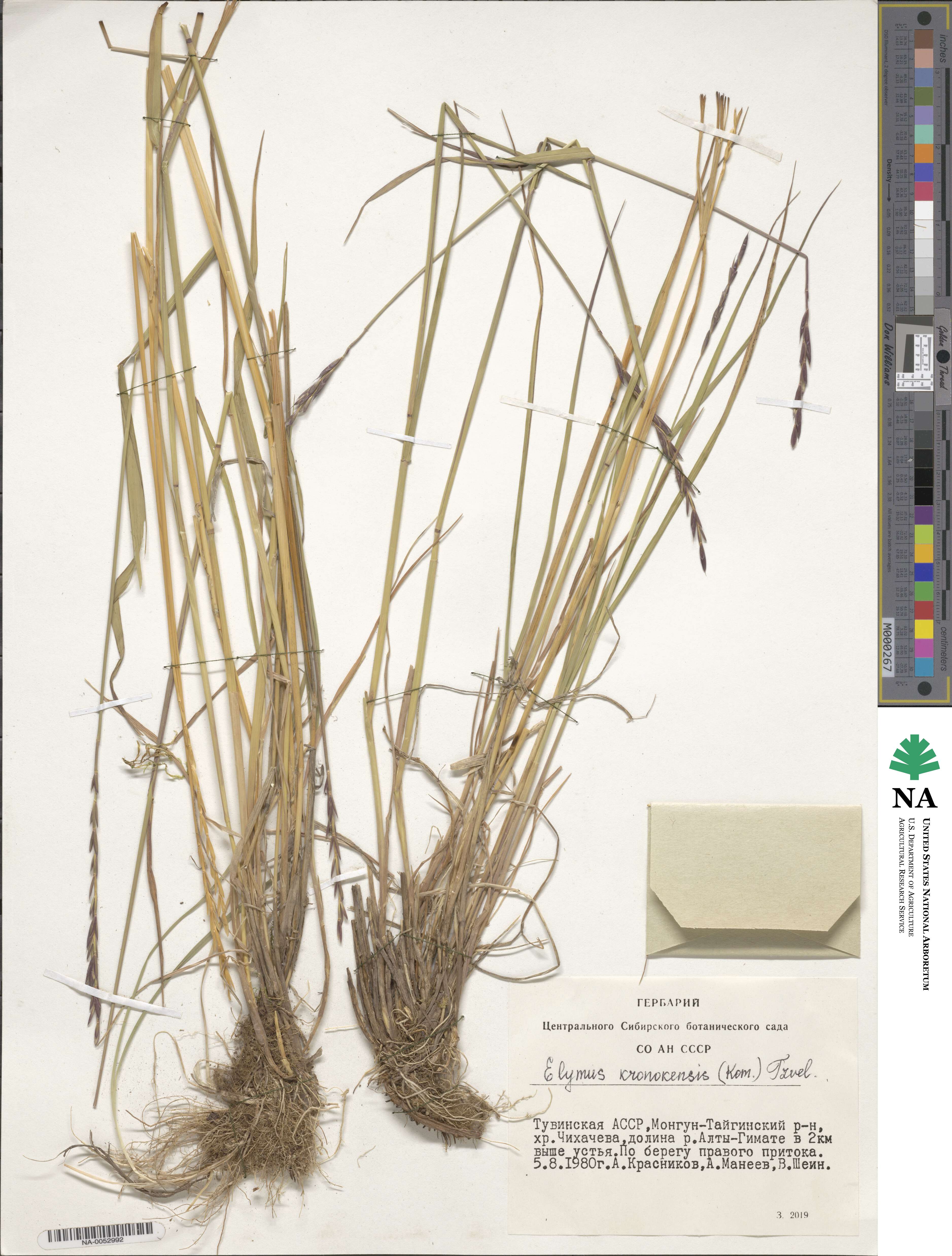 Elymus macrourus image