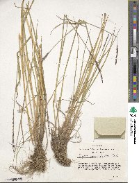 Image of Elymus macrourus