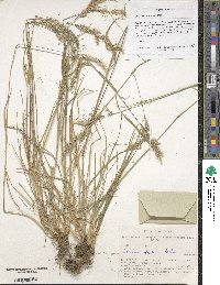 Image of Trisetum altaicum