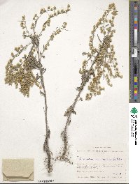 Artemisia sieversiana image