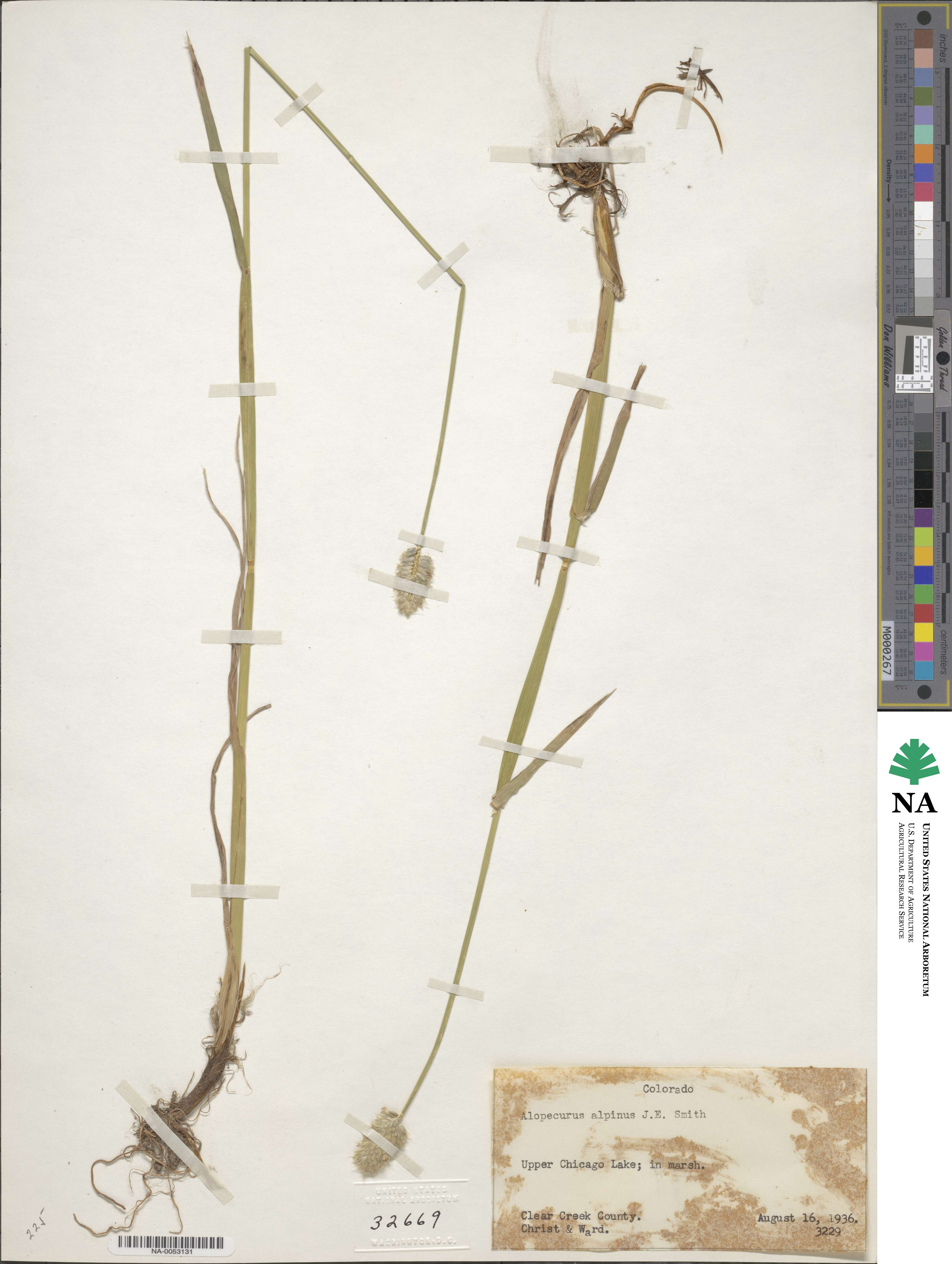 Alopecurus magellanicus image