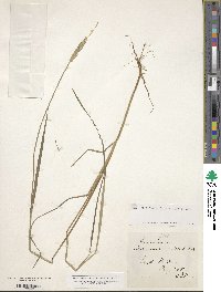 Alopecurus aequalis image