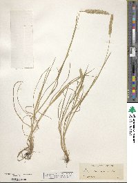 Alopecurus geniculatus image