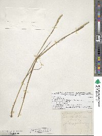 Alopecurus aequalis image