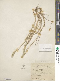 Alopecurus geniculatus image