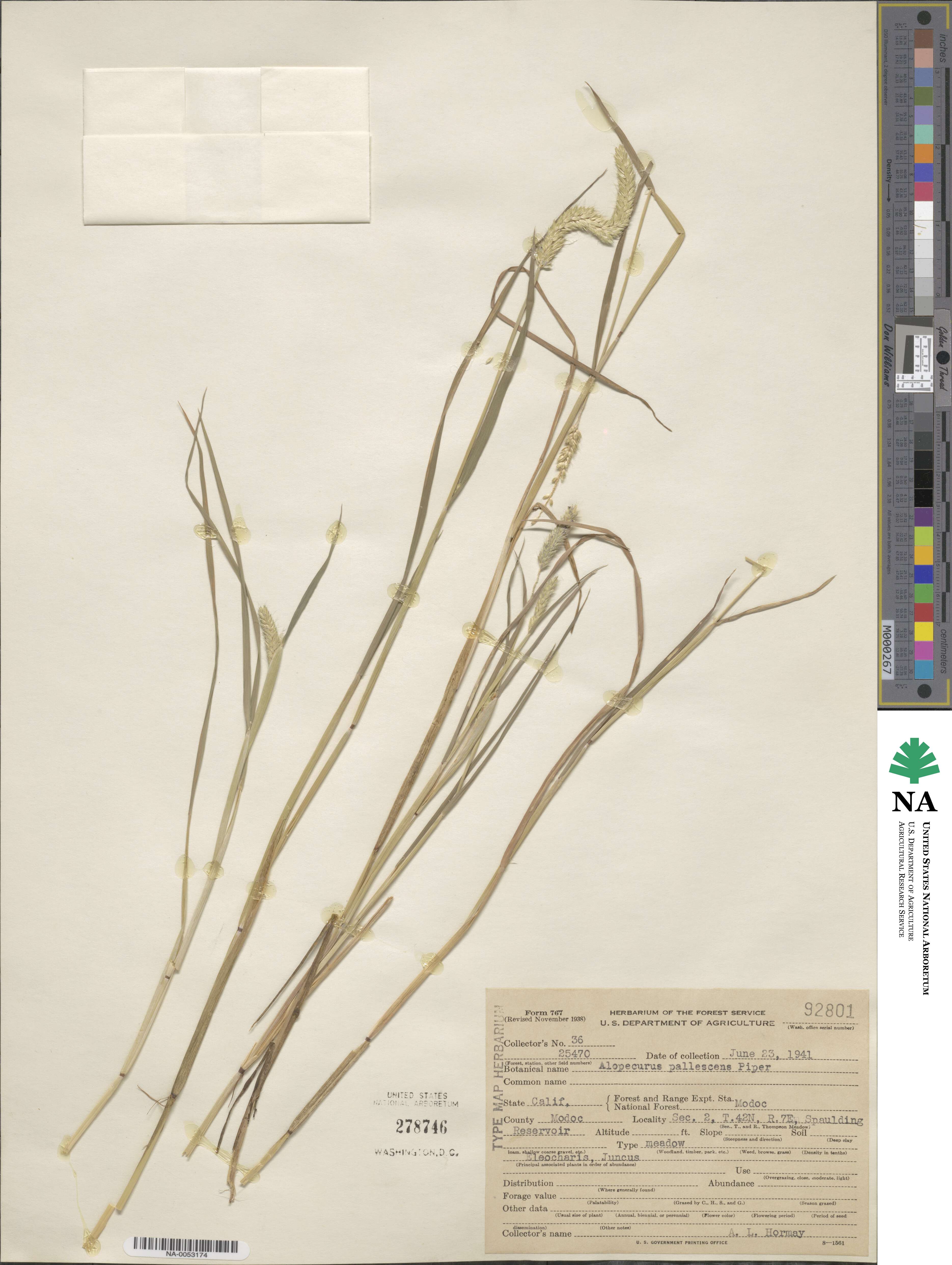 Alopecurus geniculatus image