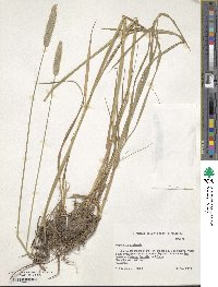 Alopecurus pratensis image