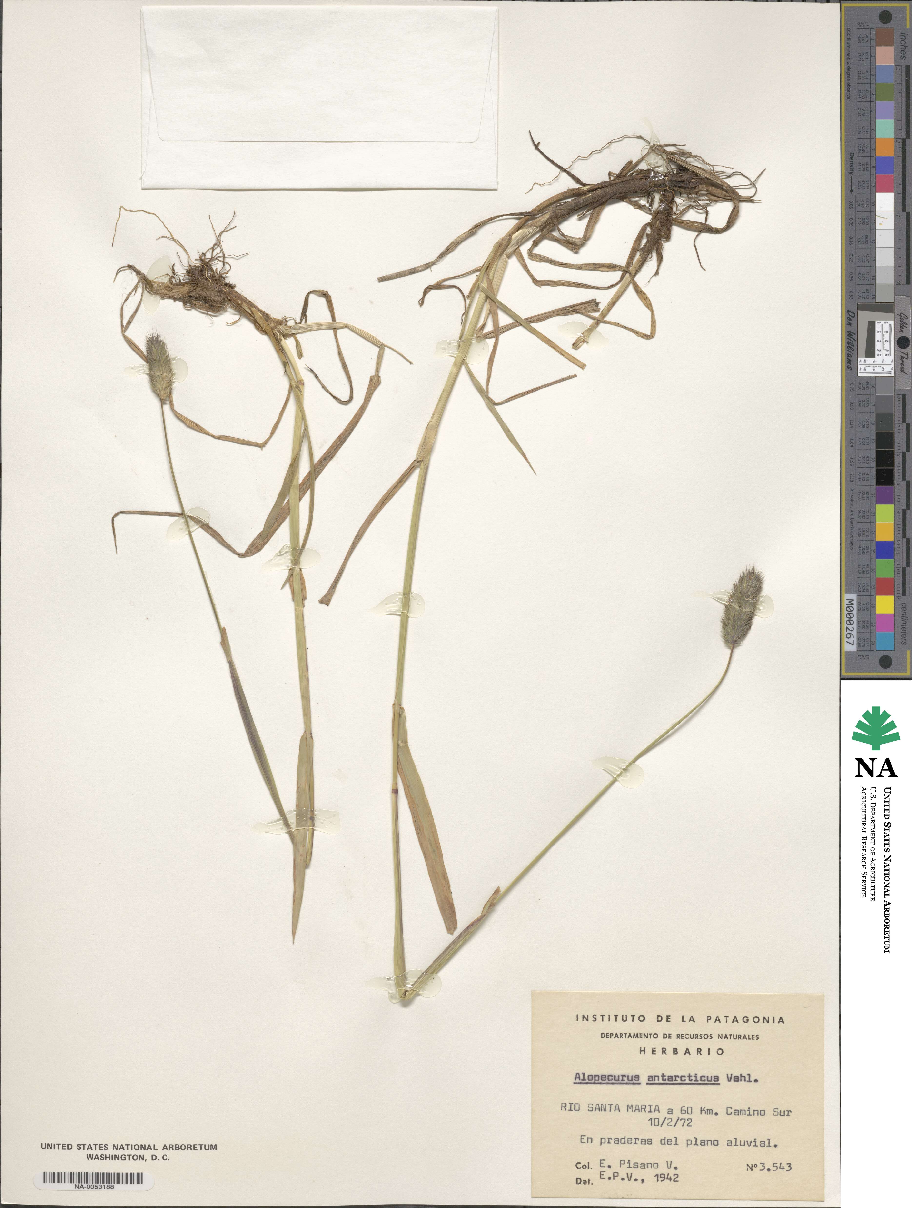 Alopecurus magellanicus image