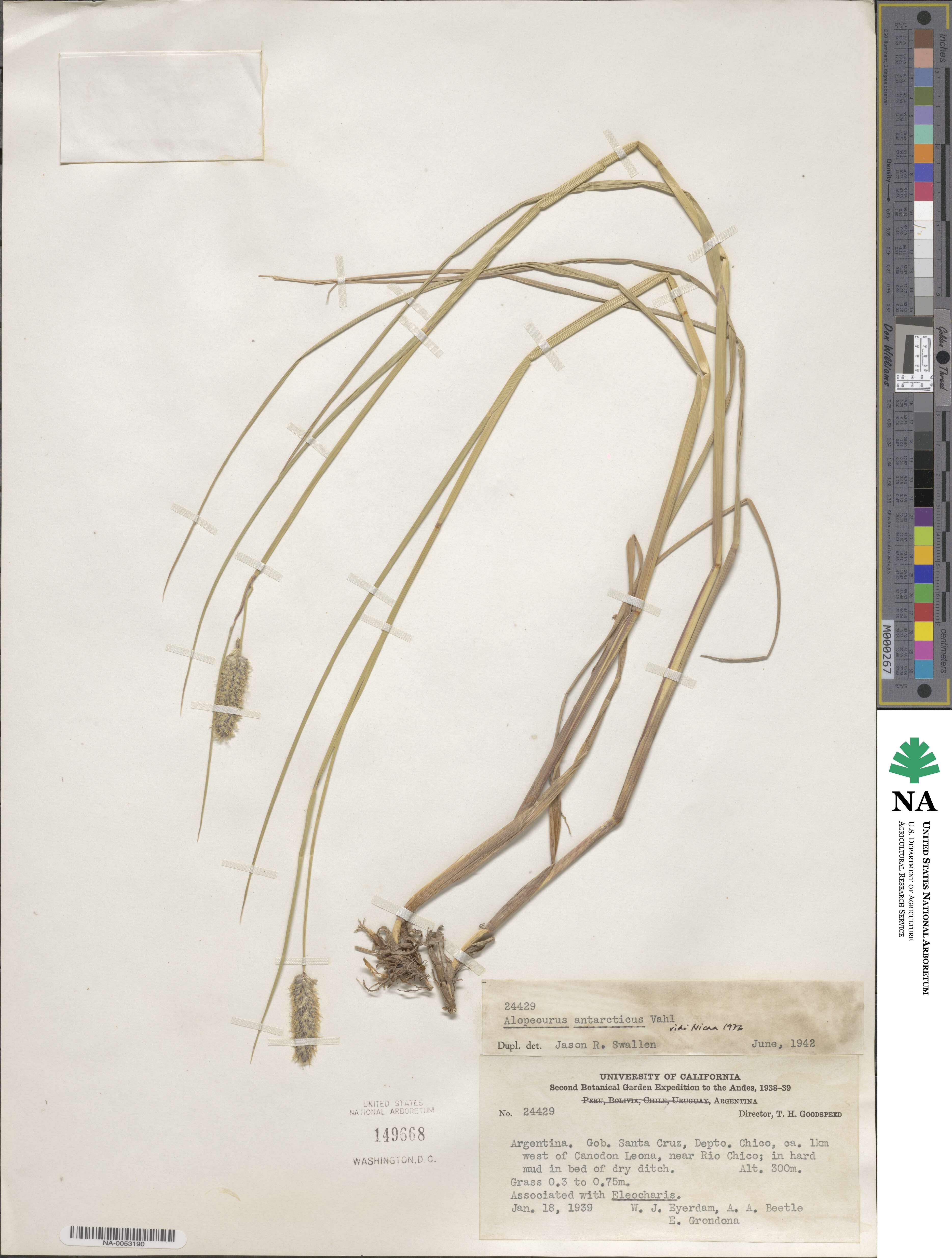Alopecurus magellanicus image