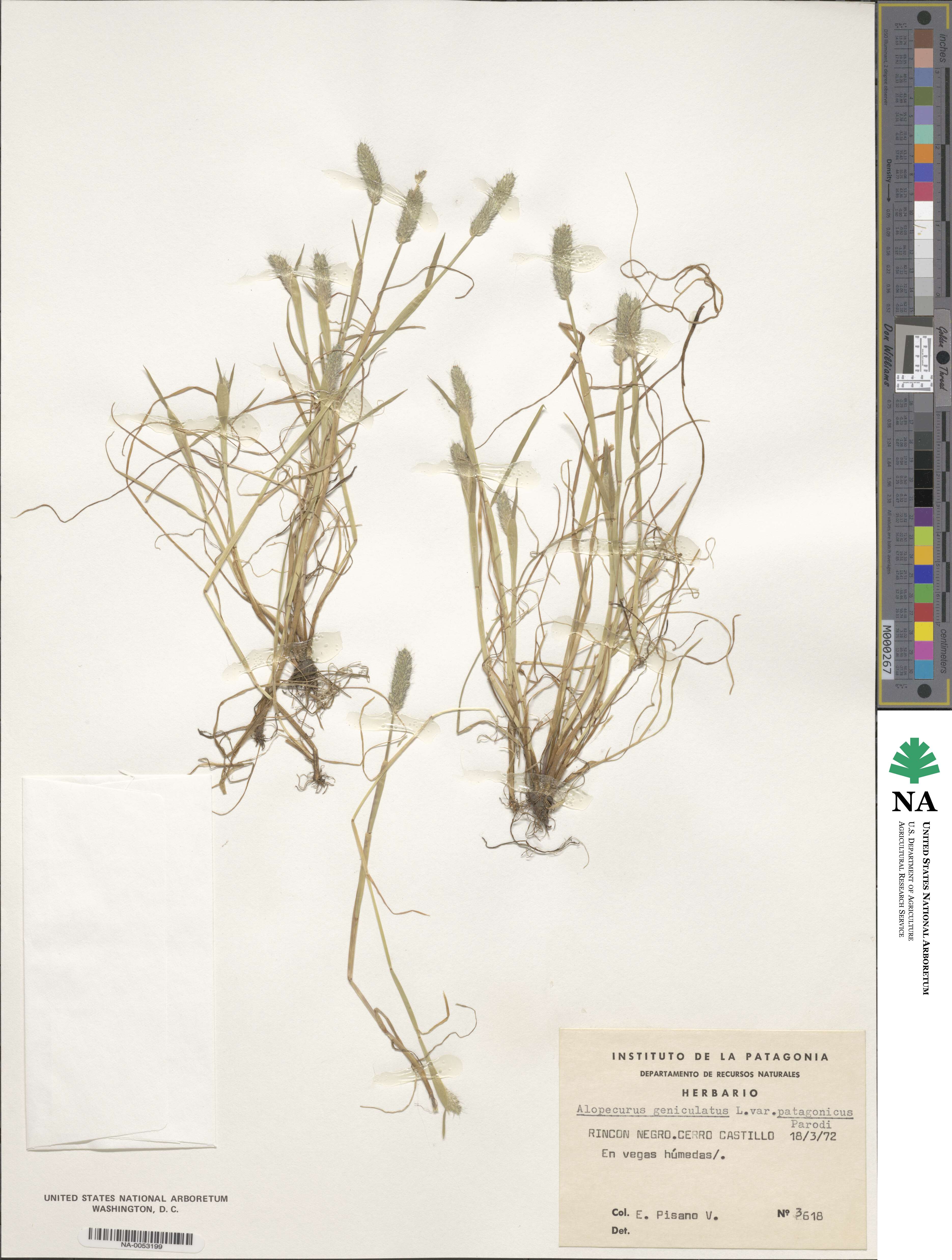 Alopecurus geniculatus image