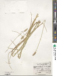 Alopecurus magellanicus image