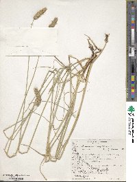 Alopecurus magellanicus image