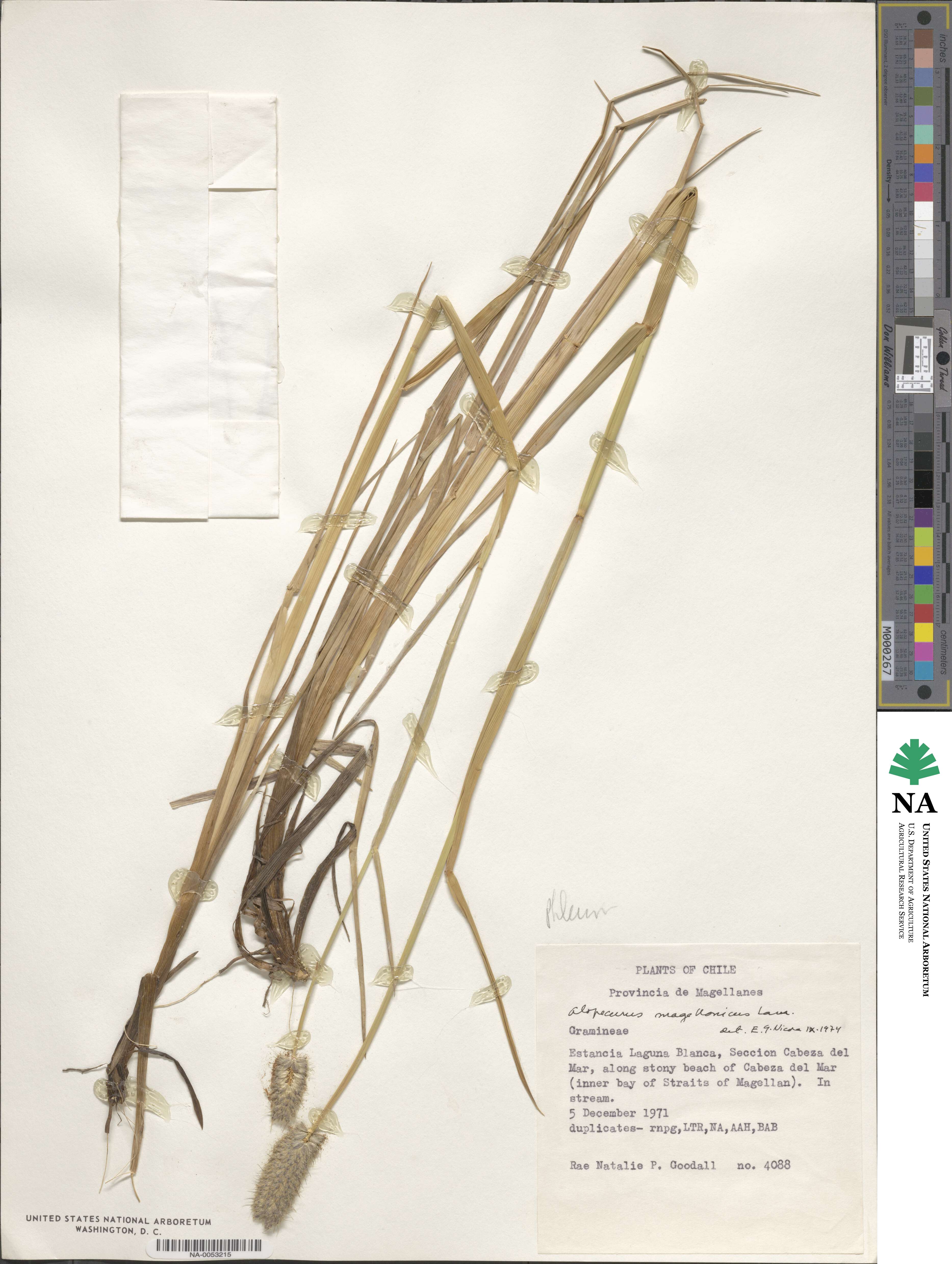 Alopecurus magellanicus image