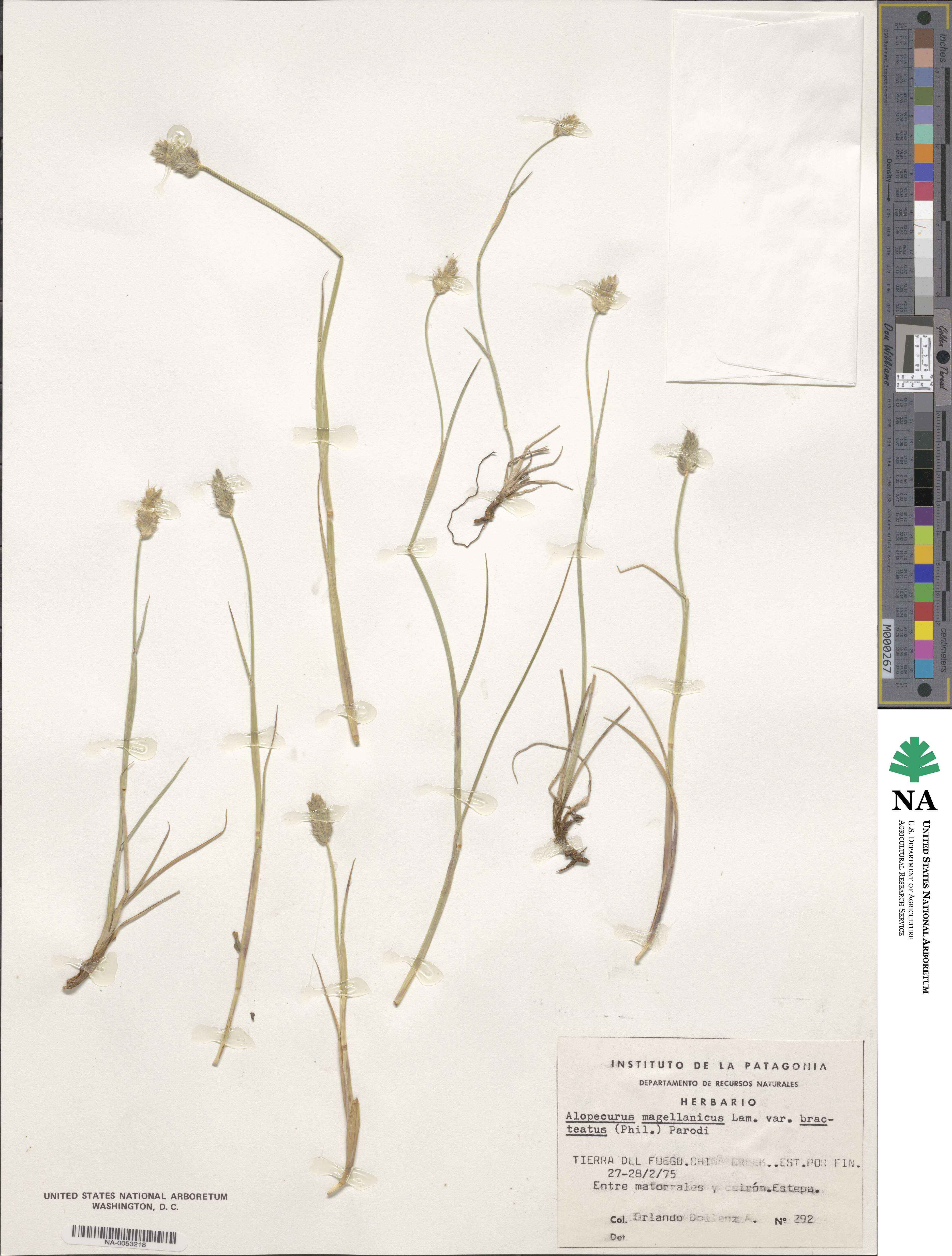 Alopecurus magellanicus image