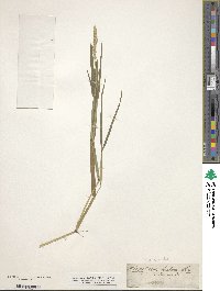 Alopecurus geniculatus image