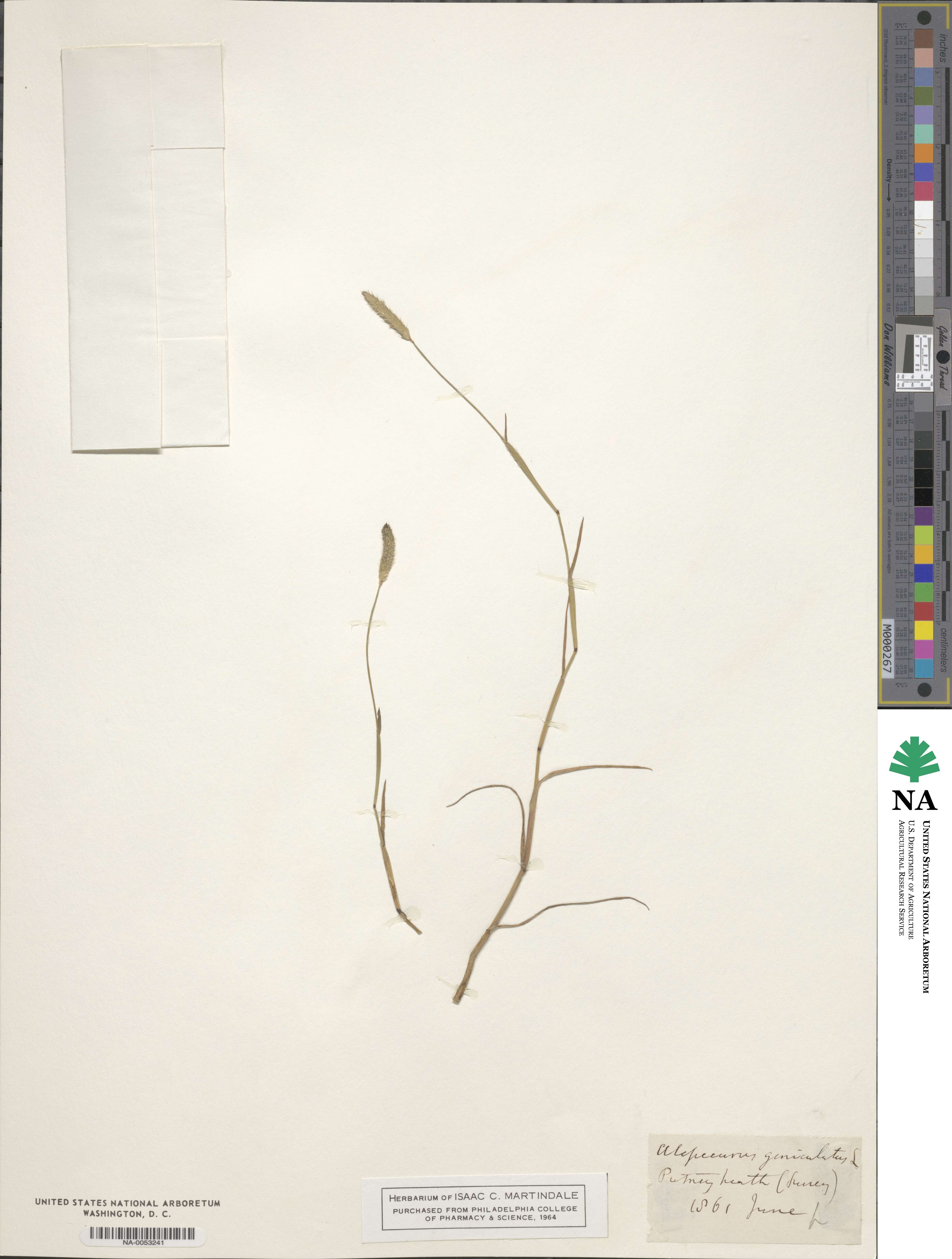 Alopecurus geniculatus image