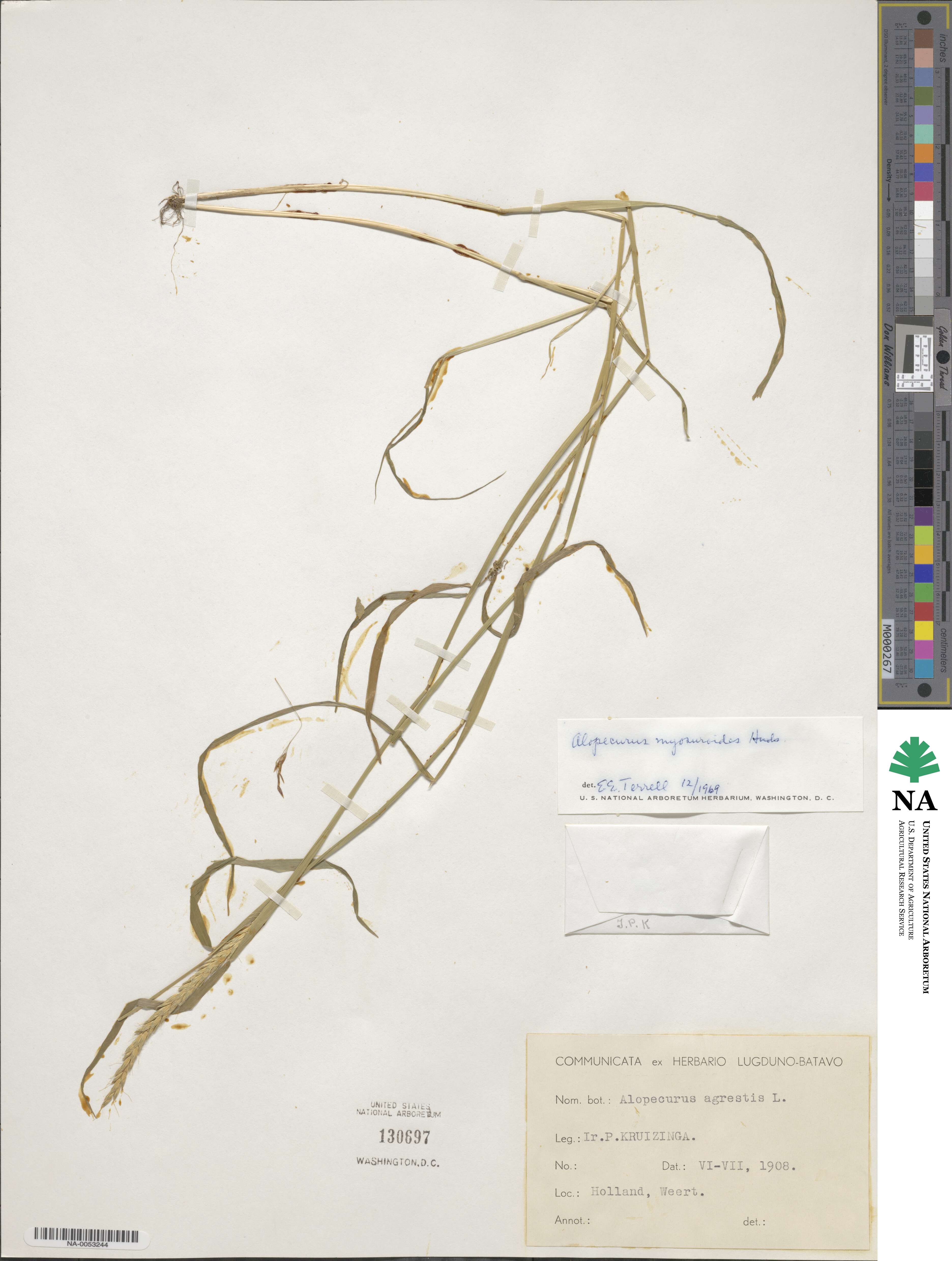 Alopecurus myosuroides image