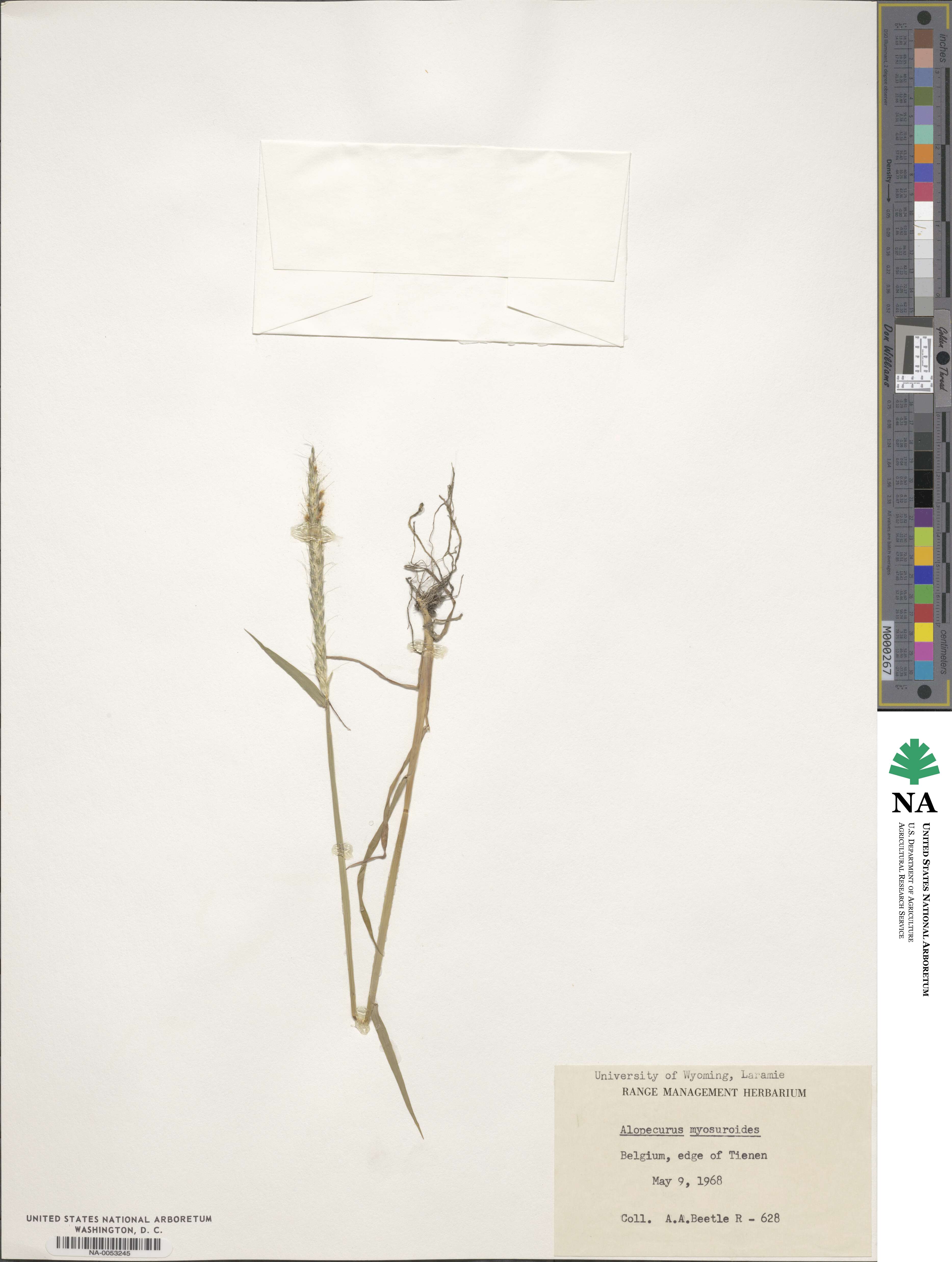 Alopecurus myosuroides image